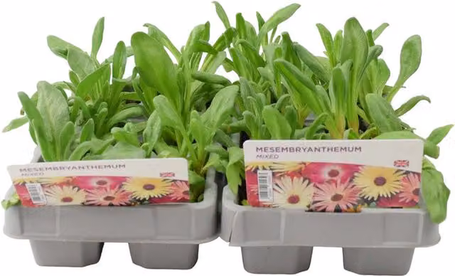 Plants by Post Mesembryanthemum Mixed Bedding Plants, 12 Plants, Multicolour