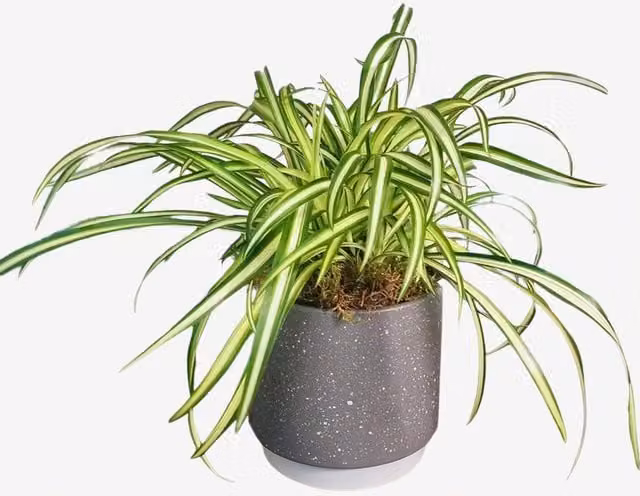 Chlorophytum Spider Plant Green Indoor Houseplant for Home and Office