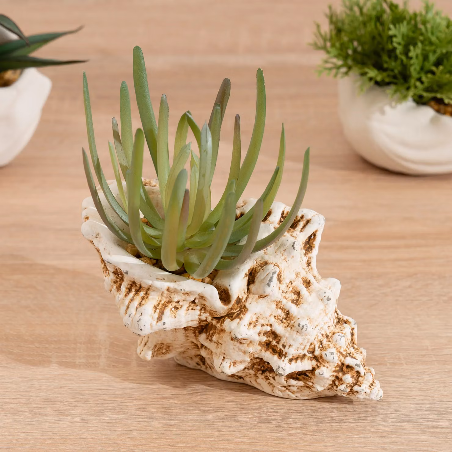 Scottish Everlastings Ltd Green Succulent in a Modern Concrete Shell, 16 cm – 2