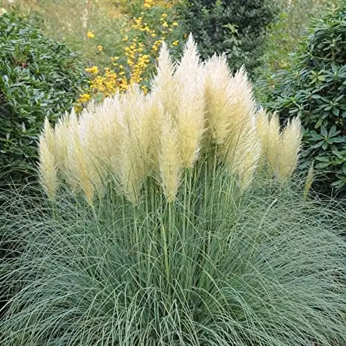 Thompson and Morgan White Pampas Grass Cortaderia selloana Hardy Perennial Potted Plant