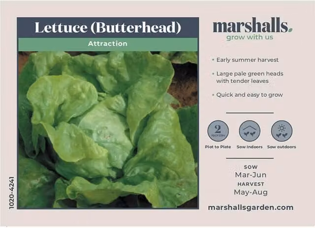 Marshalls Garden Butterhead Lettuce Attraction Red Vegetable Seeds, 1000 Seeds