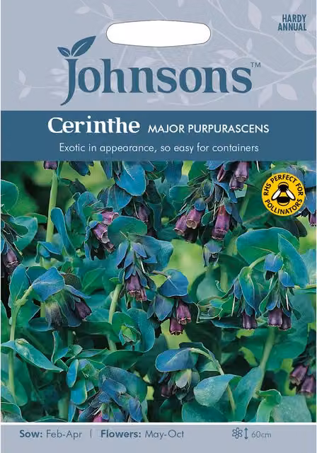 Johnsons Cerinthe Major Purpurascens Purple Ornamental Flower Seeds