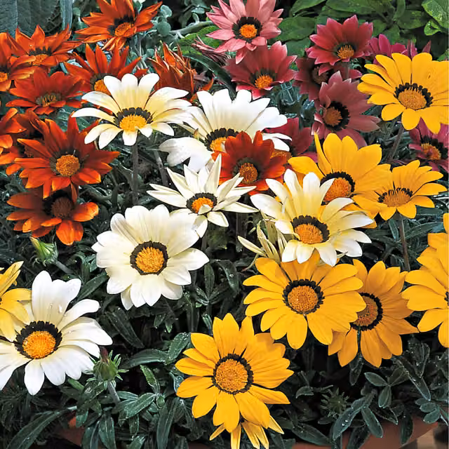 The Rose Press Garden Gazania Bedding Plant, Mixed Yellow and Multicolour, Pack of 3