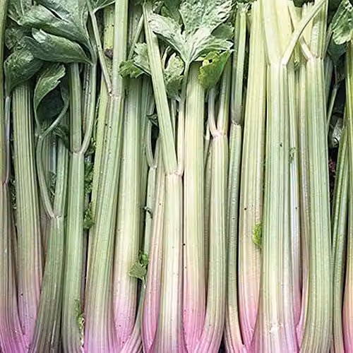 Thompson and Morgan Celery Blush Self Branching Vegetable Seeds, 200 Seeds, Pink
