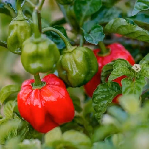Thompson and Morgan Scotch Bonnet Red Chilli Pepper Seeds, Habanero Type, Approx 8 Seeds