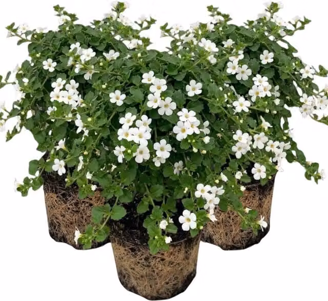 Plants By Post Bacopa Baja White Trailing Bedding Plants, 6 Pack