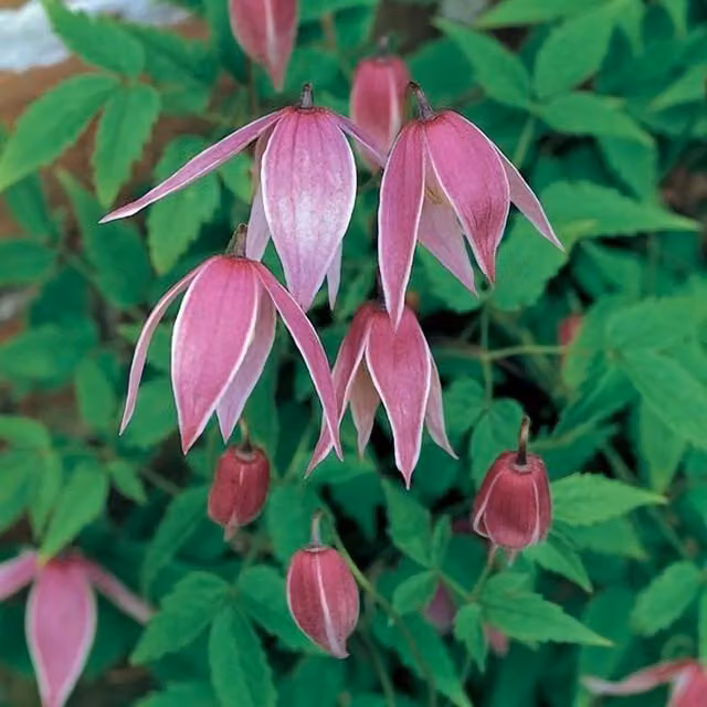 Plant Theory Clematis Constance Purple Flowering Climbing Plant in a Pot, Green