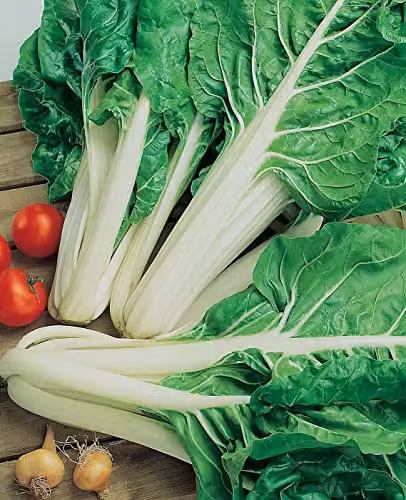 Johnsons Chard White Silver Vegetable Seeds – 3