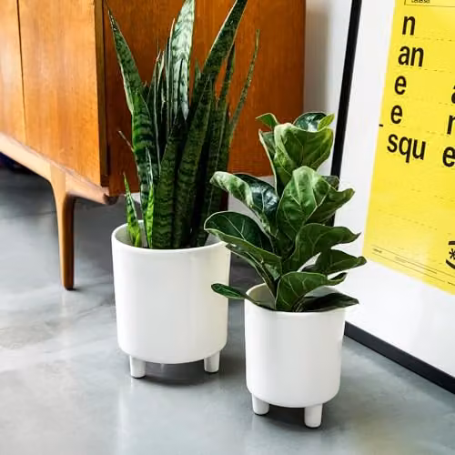 Ivyline Pisa White Ceramic Tabletop Planter, H: 24 cm, D: 20 cm – 5