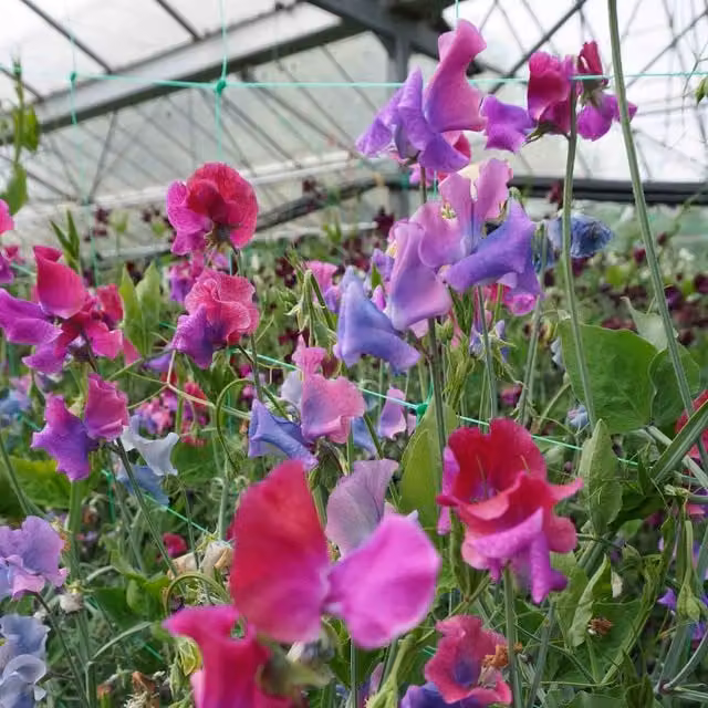 Unwins Blue Shift Sweet Pea Flower Seeds, Purple