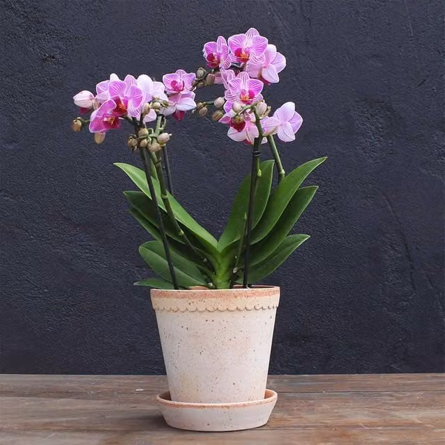 Primrose Purple and Pink Phalaenopsis Moth Orchid in a Green Ceramic Pot, Height: 35 cm