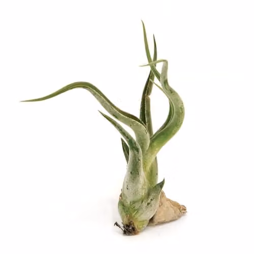Thompson & Morgan Tillandsia Caput-Medusae Air Plant with Pink Flowers