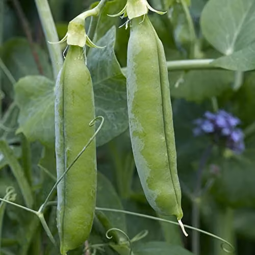Thompson and Morgan Oasis Maincrop Pea Seeds, Approx. 200 Seeds – 2