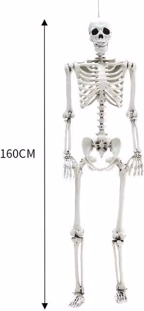 NESTLUNE Realistic White Full Body Skeleton Halloween Prop for Adults, W/D/H: 100 x 15 x 15 cm – 1