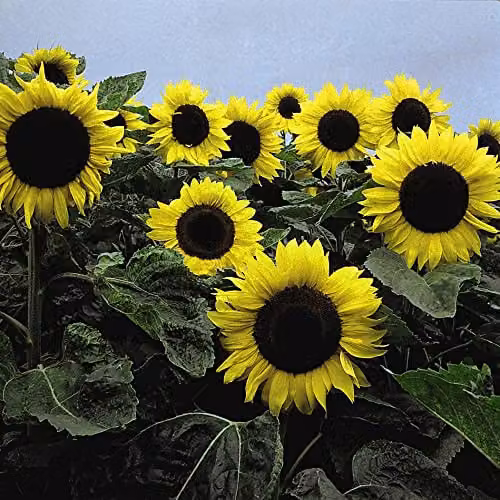 Thompson and Morgan Dwarf Sunflower Helianthus annuus Elite Sun F1 Hybrid Yellow Flower Seeds, 1 Packet (Approx. 20 Seeds) – 2