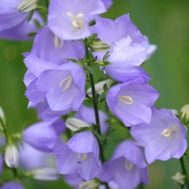 Thompson & Morgan Campanula Persicifolia Takion Blue Perennial Garden Ready Plants, Pack of 30