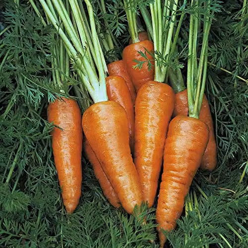 Thompson and Morgan Chantenay Red Cored Carrot Vegetable Seeds, 1500 Seeds – 2