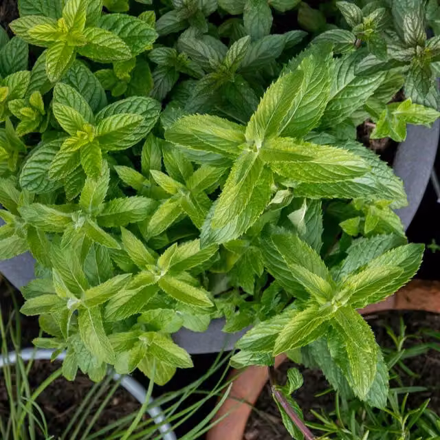 Marshalls Garden Spearmint Perennial Herb for Indoor Gardens and Fruit Varieties