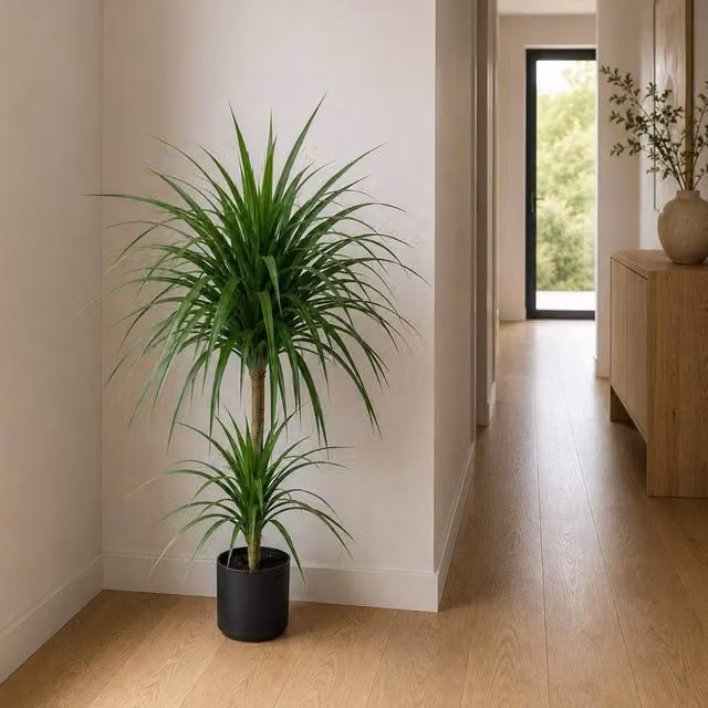 Leaf Premium Artificial Double Dracaena Plant in Green, Height: 90 cm