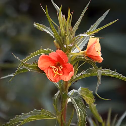 Thompson and Morgan Oenothera Versicolor Sunset Boulevard Hardy Perennial Seeds with Orange-Red Blooms, Approx. 90 Seeds