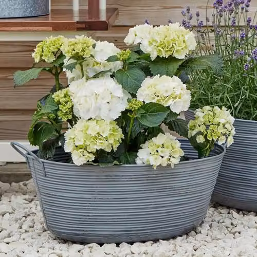 Ivyline Matlock Oval Galvanised Steel Planter in Silver or Grey, W: 58.5 cm, H: 34 cm – 1
