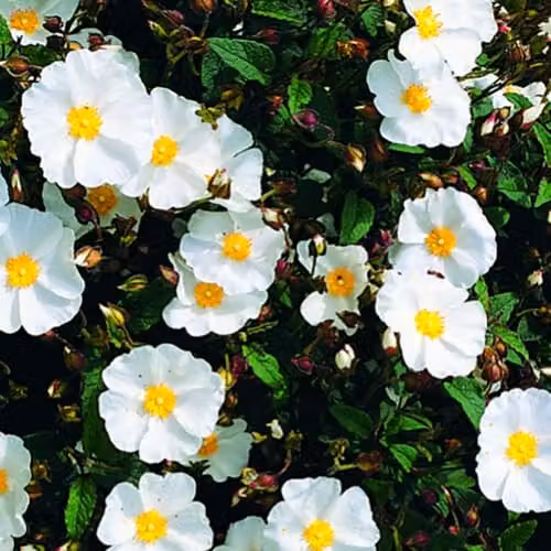Thompson & Morgan Cistus corbariensis Rock Rose, Hardy Evergreen Ornamental Shrub with White Flowers, 3 Litre Pot – 1