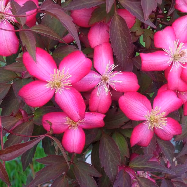 Marshalls Garden Clematis montana Red Velvet Truffle Red Spring Climber in 9cm Pot