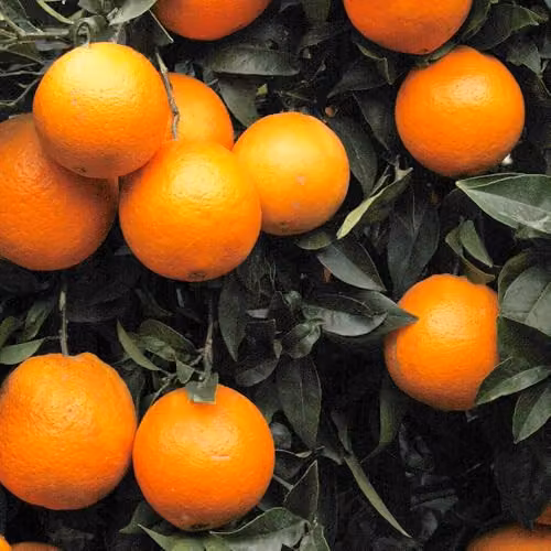 YouGarden Blood Orange Citrus Fruit Tree in a 4 Litre Pot, Height: 80 cm