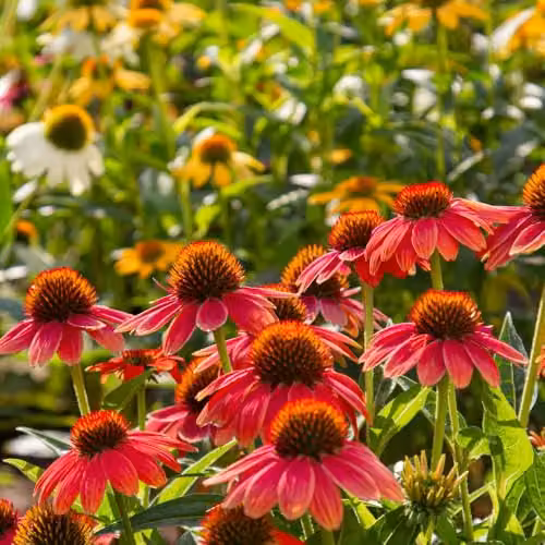 Thompson & Morgan Echinacea Red Coneflower Seed Packet for Ornamental Gardens