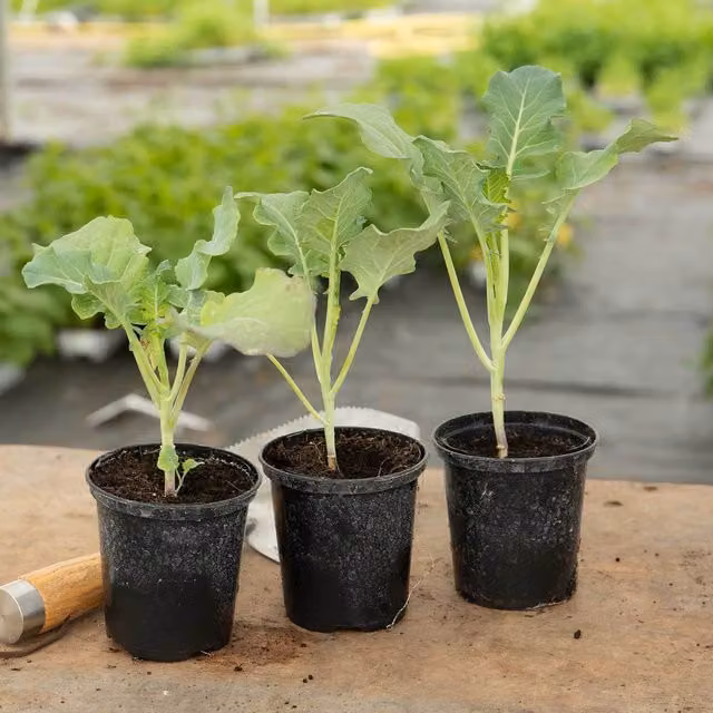 Marshalls Garden Cauliflower Clemen F1 Winter-Hardy Hybrid Vegetable Plants, Green and White