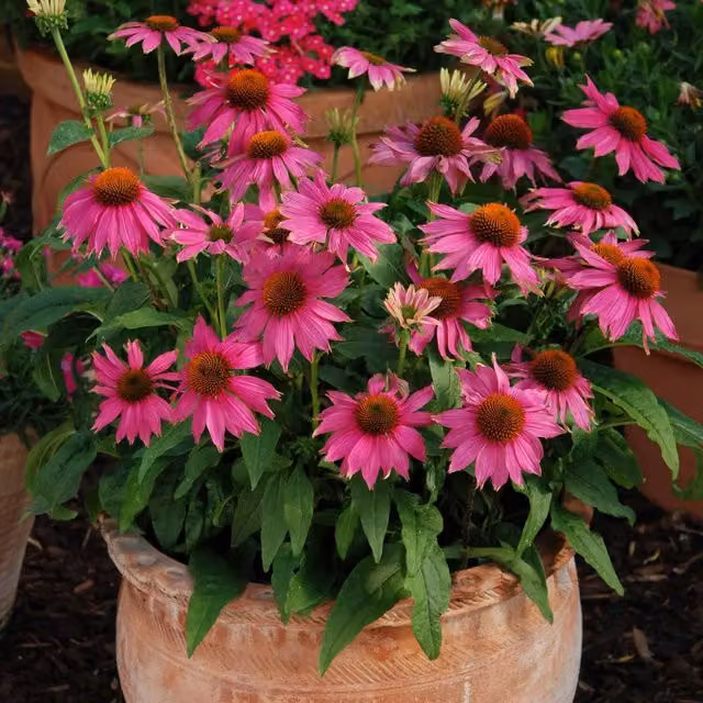 Marshalls Garden Echinacea PowWow Wild Berry Pink Perennial Plant, Pack of 3