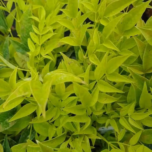 Thompson & Morgan Nandina domestica Magical Lemon and Lime Dwarf Evergreen Ornamental Shrub, Yellow and Green, Pack of 3, 9cm Pots – 2