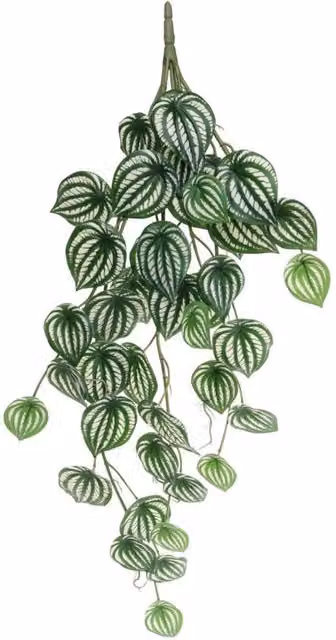 KDMD Trailing Calathea Green Hanging Houseplant, Height: 80 cm
