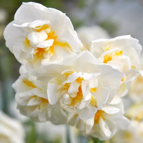 YouGarden Narcissus Bridal Crown Fragrant White Double Daffodil Bulbs, 30 Bulbs – 3