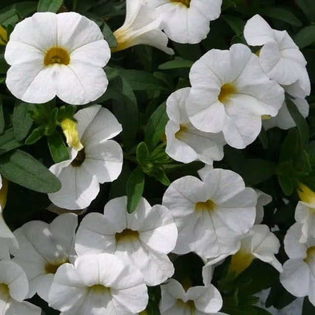 Plants By Post White Calibrachoa Bedding Plants, Pack of 3, 9cm Pots