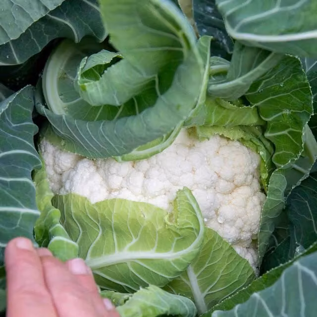 Marshalls Garden Skywalker Cauliflower Vegetable Seeds