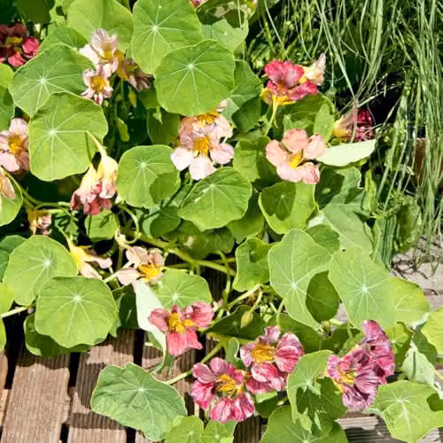 Thompson and Morgan Nasturtium Purple Emperor Flower Seed Packet – 3