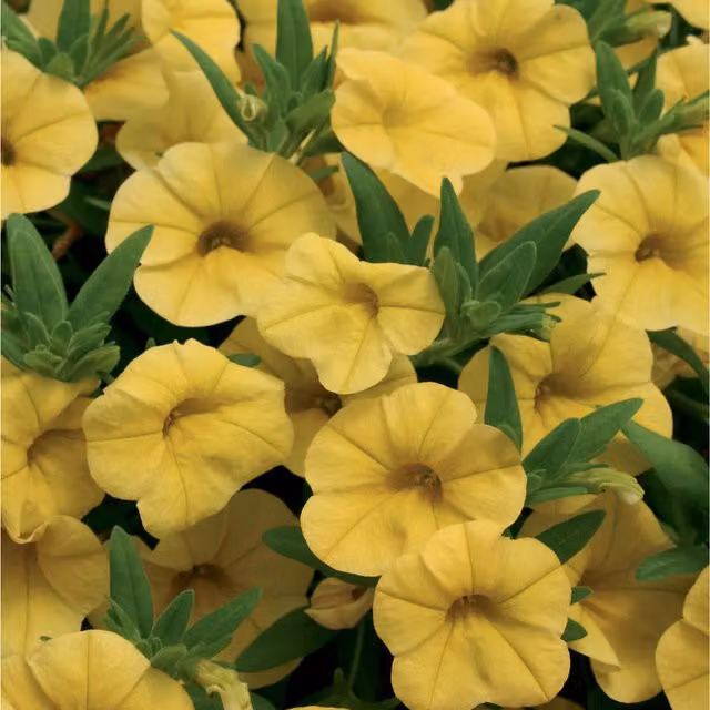 Plants By Post Set of 3 Yellow Calibrachoa Bedding Plants in 9cm Pots