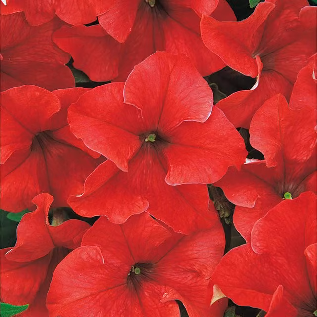 Plants By Post Red Petunia Surfinia Trailing Bedding Plants, 3 Plants