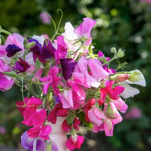 Unwins 120 Years Mix Sweet Pea Flower Seeds, Multicolour Climber
