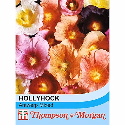 Thompson and Morgan Hollyhock Antwerp Mixed Alcea ficifolia Hardy Perennial Flower Seeds, 50 Seeds (Multicolour) – 2