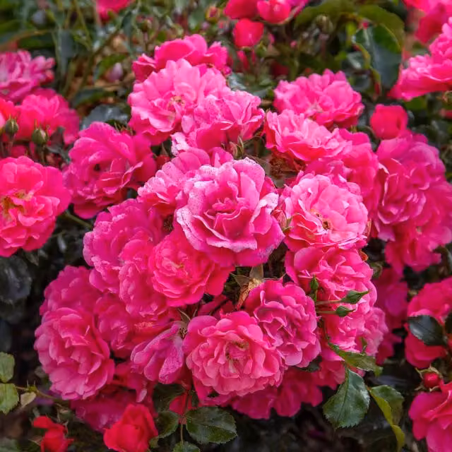Marshalls Garden Pink Flower Carpet Supreme Groundcover Rose