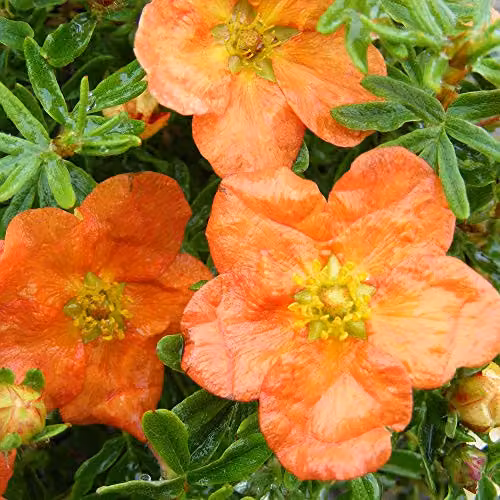 Thompson & Morgan Hardy Potentilla fruticosa Red Ace Ornamental Flowering Shrub