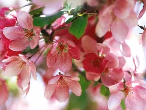 Direct Plants Malus Indian Magic Ornamental Apple Tree, Height: 182.88 cm, supplied in a 12 litre pot