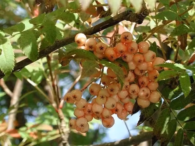 Direct Plants Sorbus Apricot Queen Ornamental Berry Tree in a 12 Litre Pot