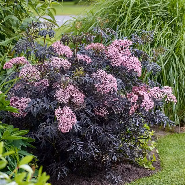 Marshalls Garden Sambucus Cherry Lace Pink Ornamental Shrub