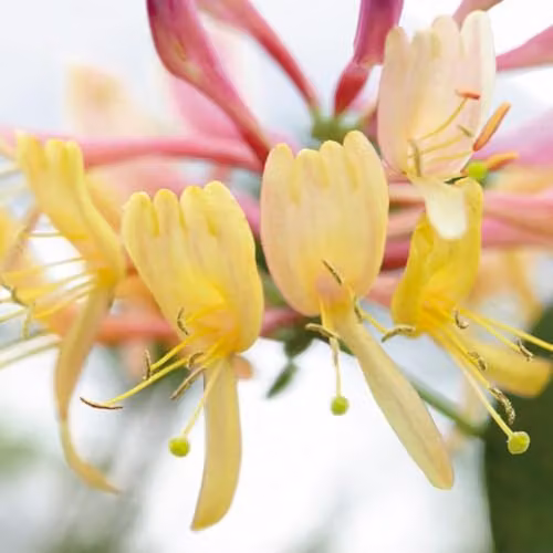 Thompson & Morgan Lonicera heckrottii American Beauty Fragrant Honeysuckle Climber with Summer Flowers and Autumn Berries, 1.7 Litre Pot