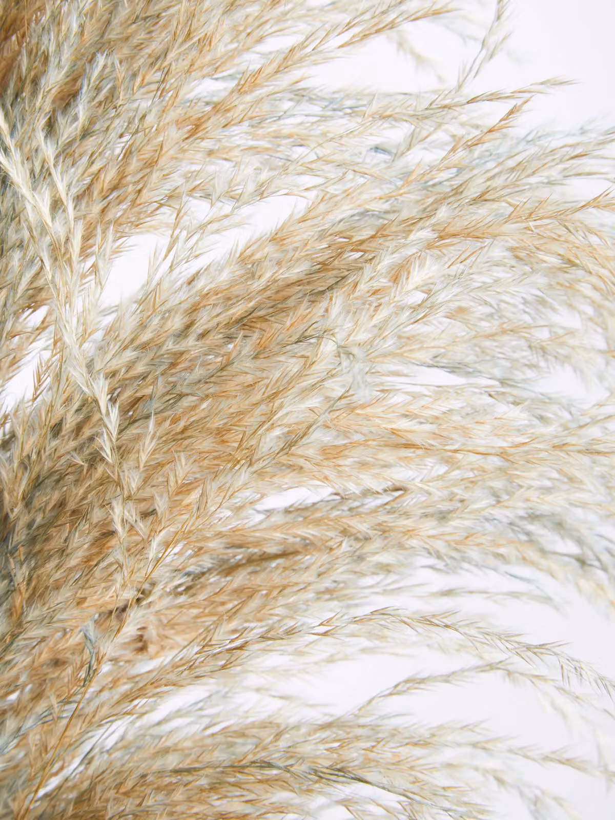 Premier Housewares Orsina Fiori Artificial Pampas Grass Blue Stem, W/D/H: 15 x 15 x 117 cm – 3