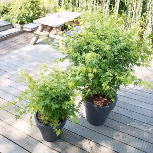 Thompson & Morgan Acer palmatum Going Green Japanese Maple Tree, 3 Litre Potted Plant – 2