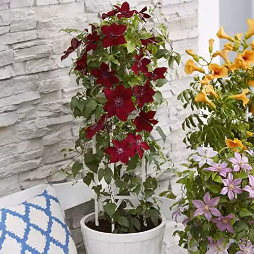 Thompson & Morgan Clematis Nubia Red Climbing Shrub, 1x 15cm Potted Plant – 4